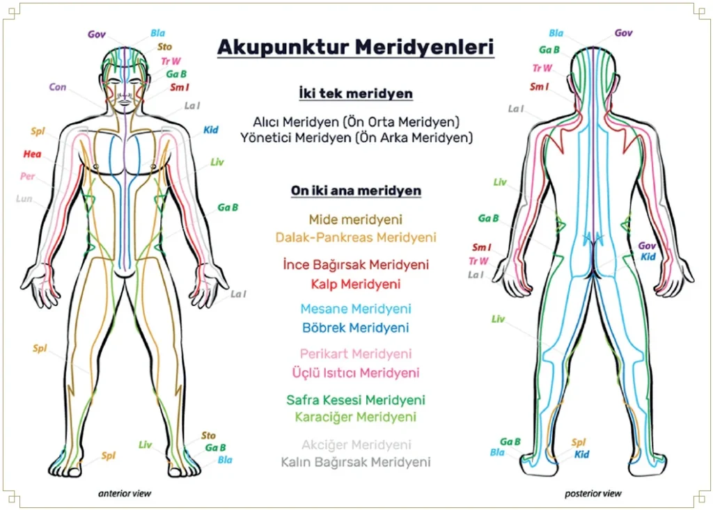 İnsan vücudunda ön ve arka görünümde 14 ana akupunktur meridyenini gösteren detaylı meridyen haritası
