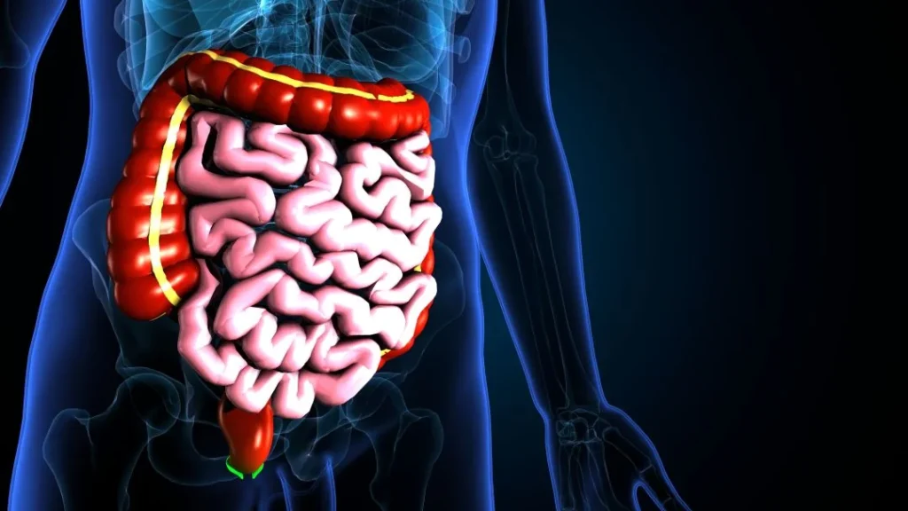 Bağırsak mantarı nedir sorusunu açıklayan, sindirim sistemi ve bağırsak yapısını gösteren tıbbi görsel

